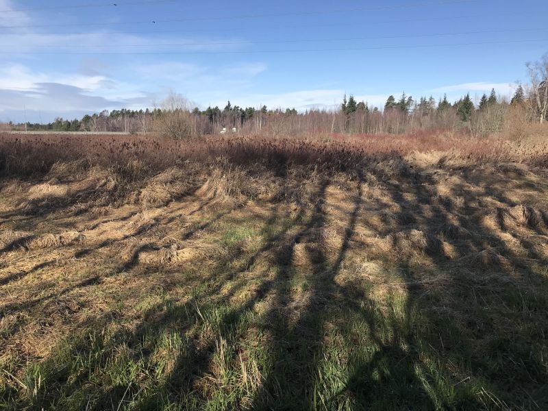 Beautiful Morning in Burns Bog!