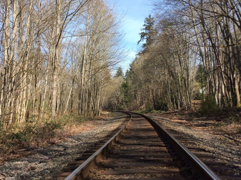 The Bog Tracks 