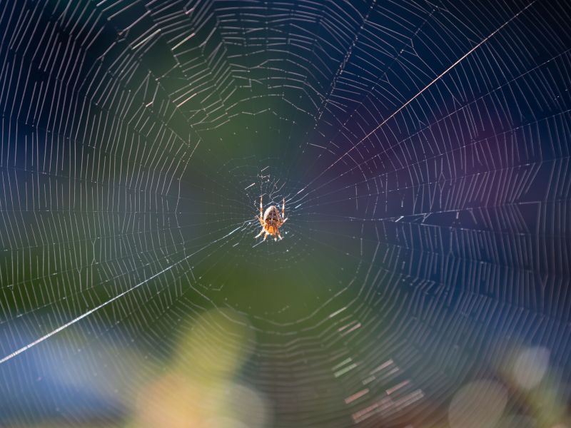 A Spider Keeping a Delta Garden Safe from Unwanted Insects