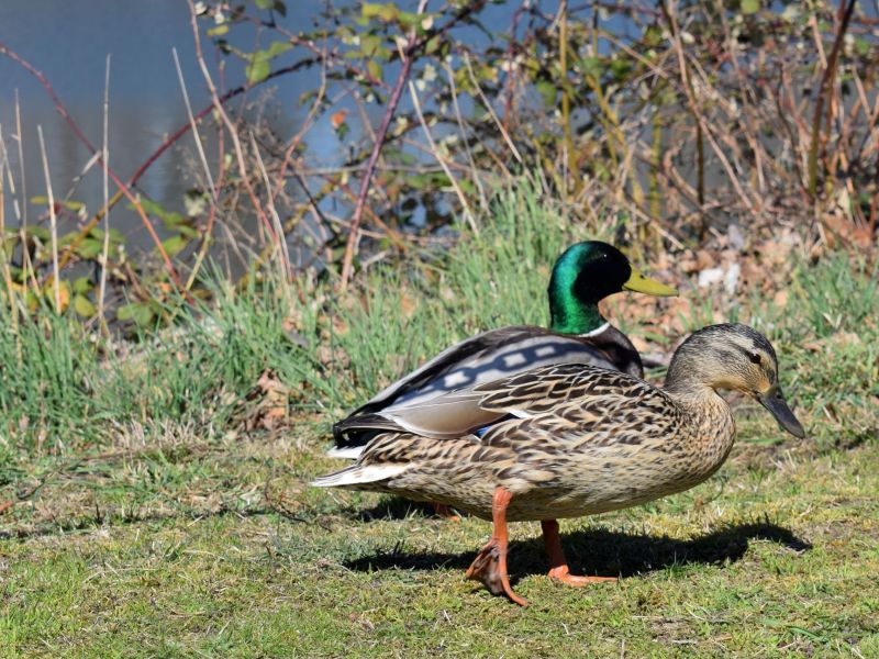 Ducks 