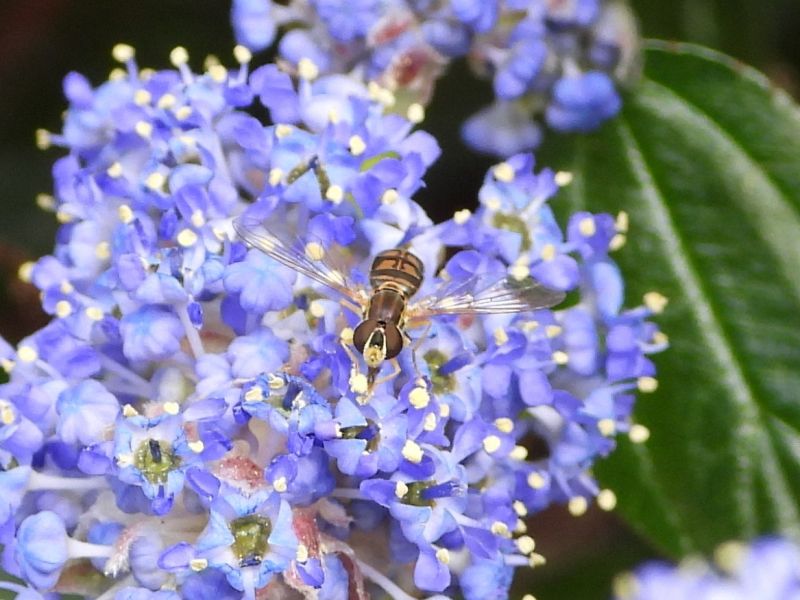 Margined Callipher Fly on California Lilac