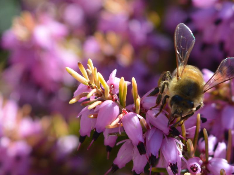 Pollination Warrior 