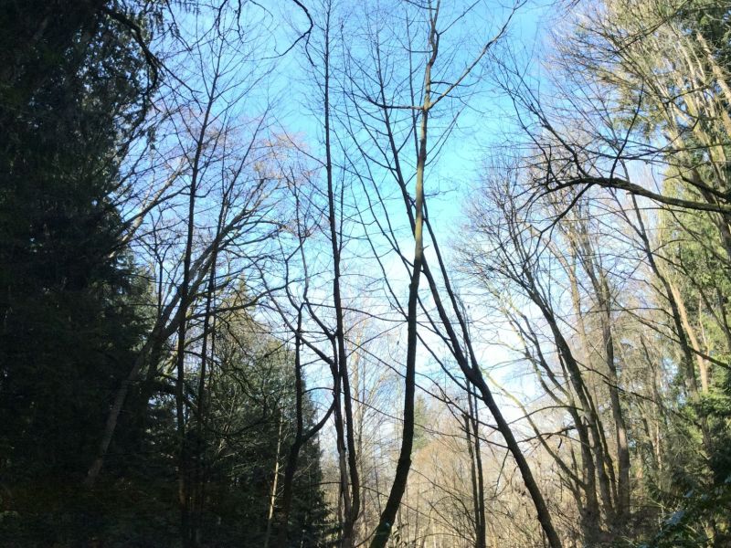 The Bog 