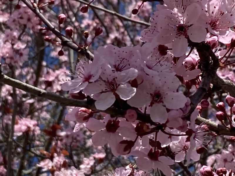 Let's Keep Our Sakura Trees Blossoming
