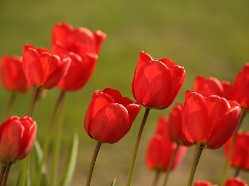 Tulip Family