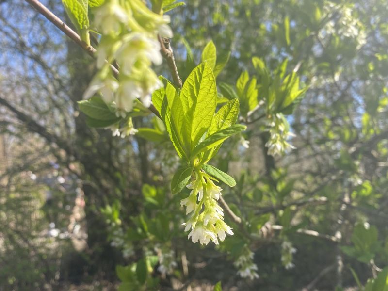 The Hanging Flower 