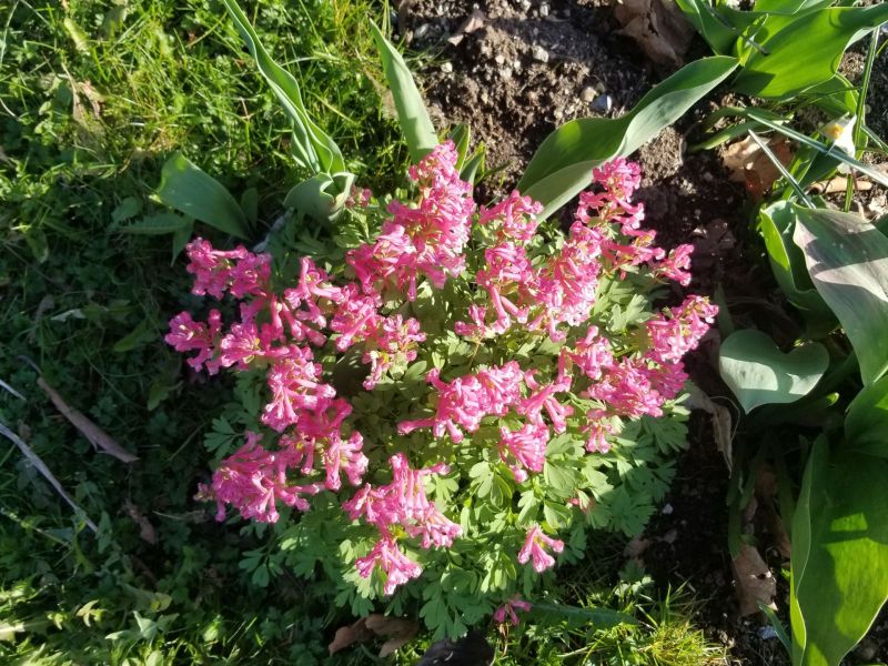My Pink Nature Best Friend 