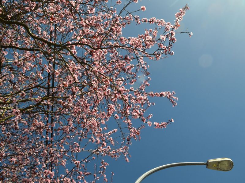Cherry Blossom in Civilization 