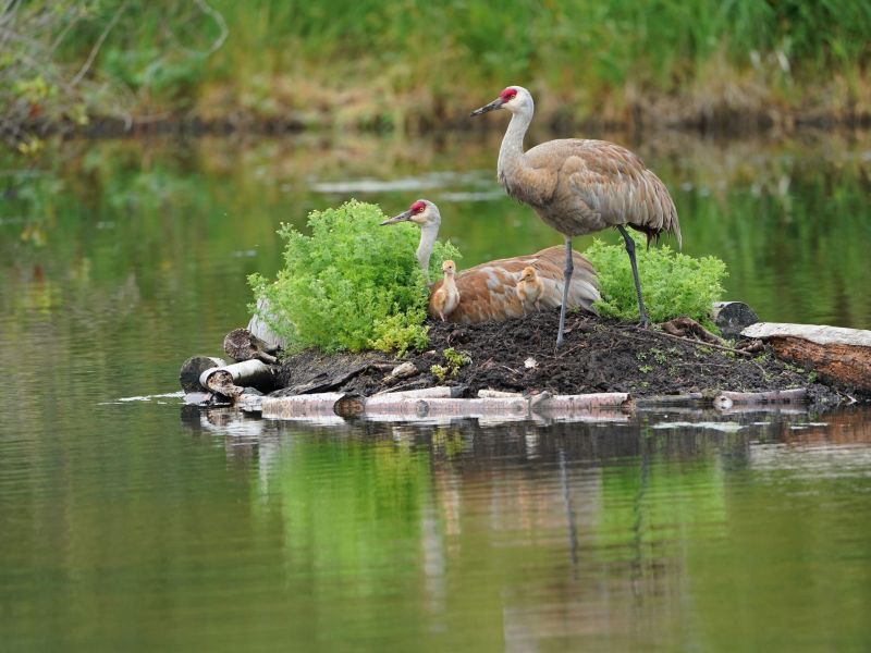 Robert Sieben - Sandhill Crane Family Reifel Bird Sanctuary (Adult) .jpg