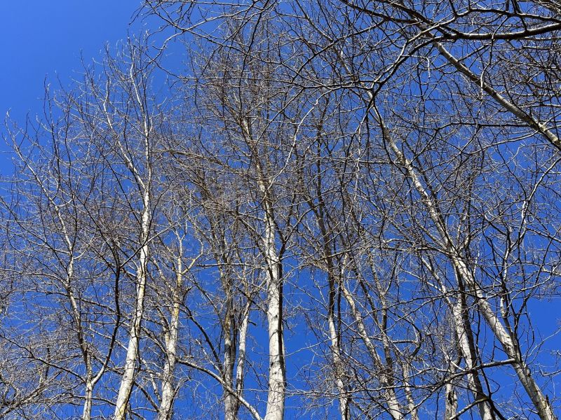 A Hint of Spring 