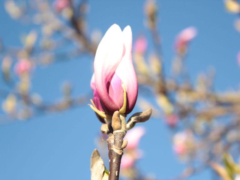 Blooming Beauty