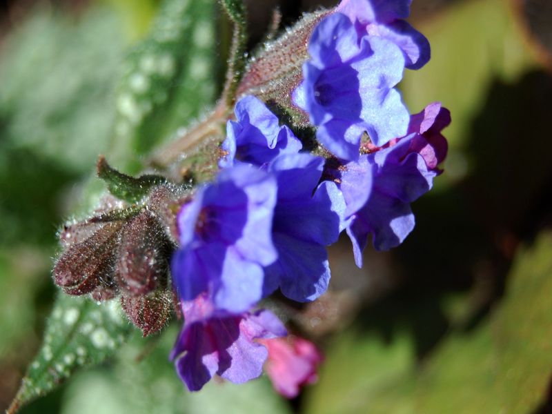 Bloom in the Neighbourhood 