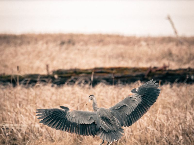 Sam Choy - A Majestic Blue Heron Gracing the Shoreline Reifel (ADULT) .jpg