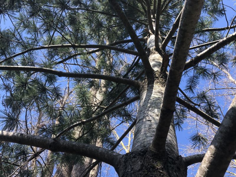 The Tree 