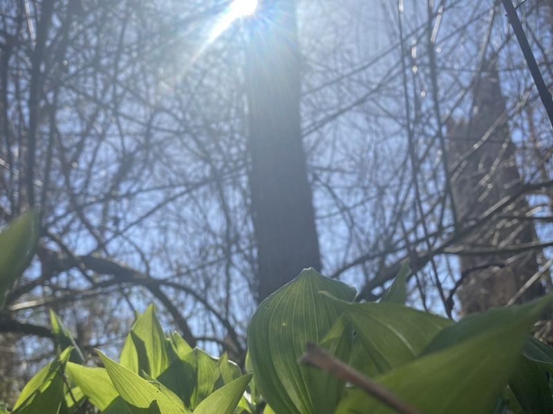 Sprouting