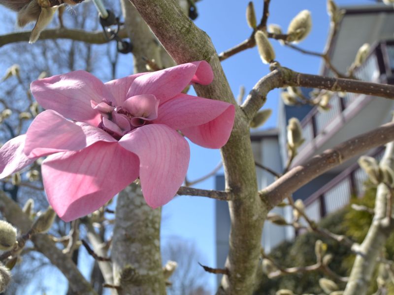 Pink Flower