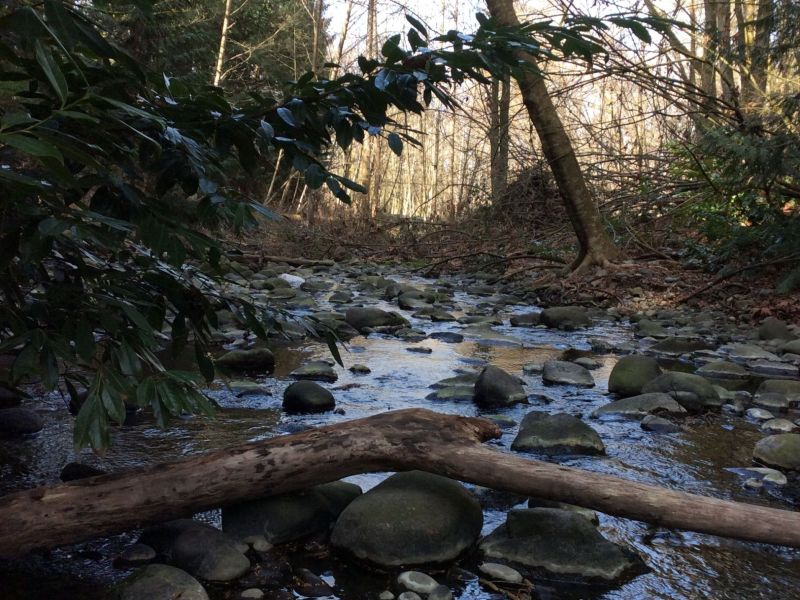 The Creek 
