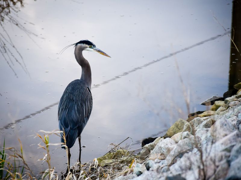 Hafeez Mian - Great Blue Heron (Staff)