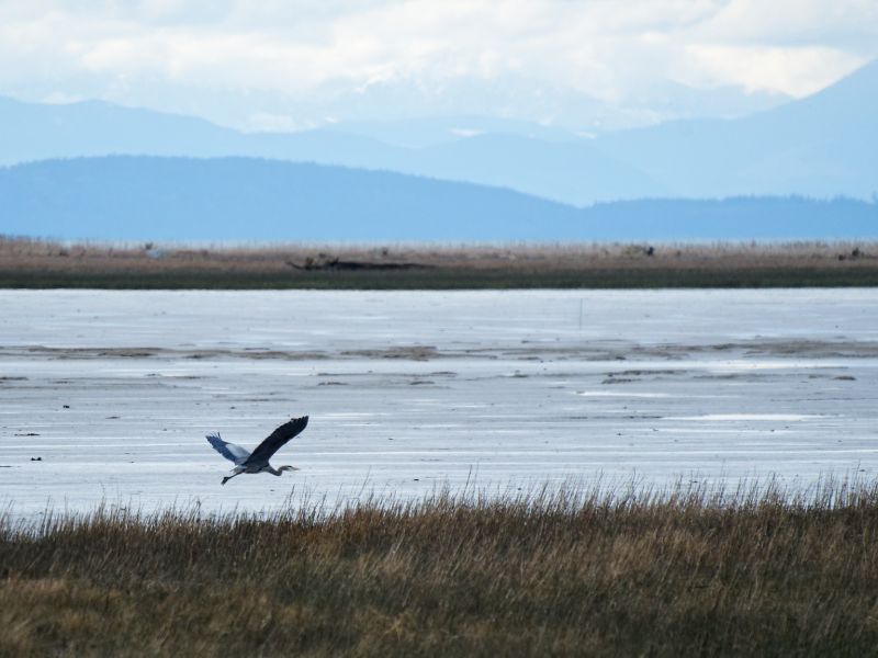 Jim Wu - take flight at fraser river (ADULT).jpg