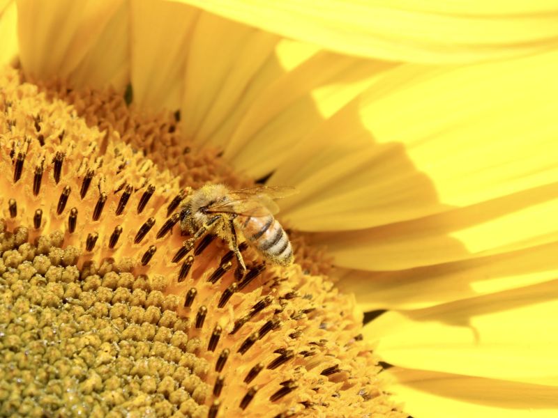 Protect the Bees