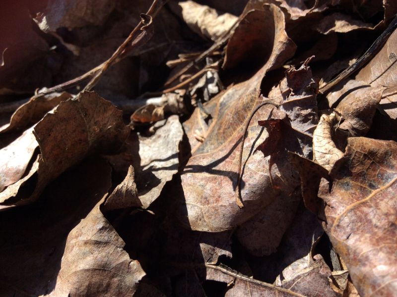 Crunchy Leaves 
