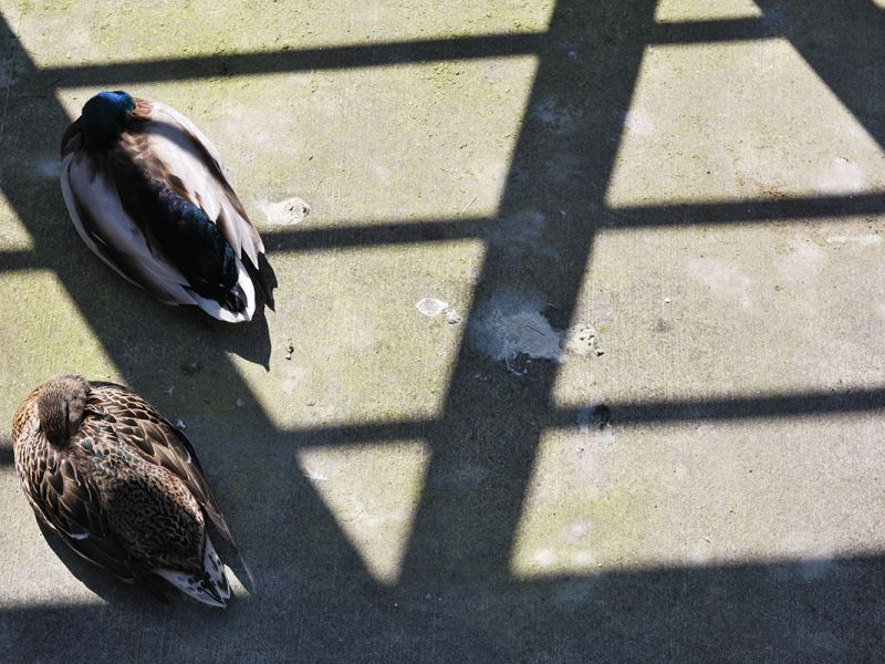 Abstract Sleeping Ducks