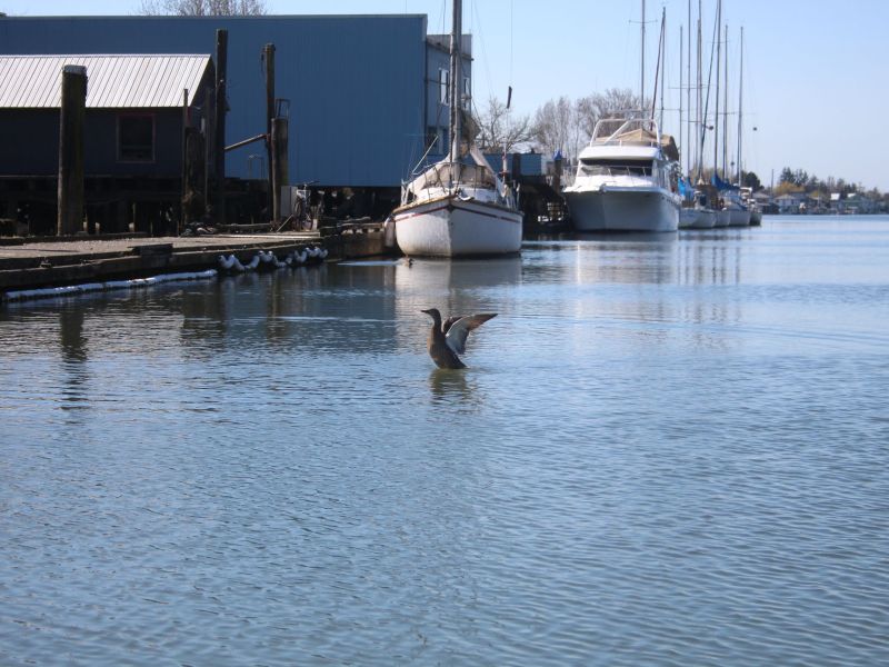 Duck Stretching its Wings in the Water.