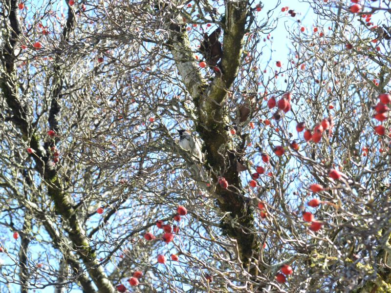 Birds and the Berries 