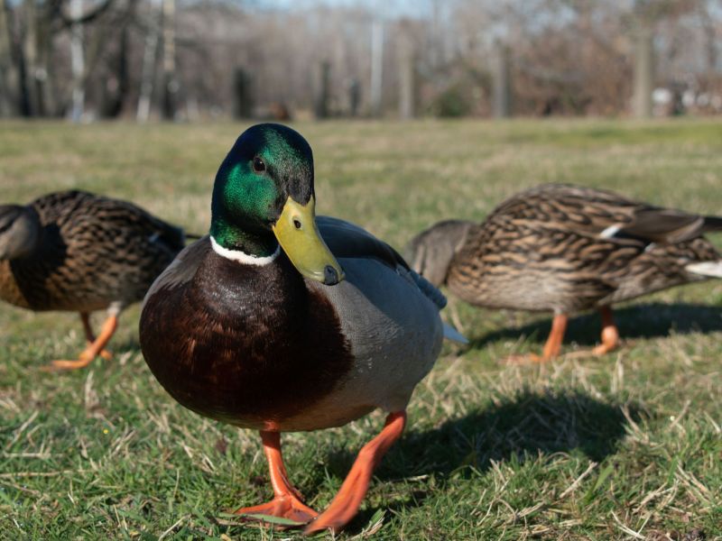 Mallard