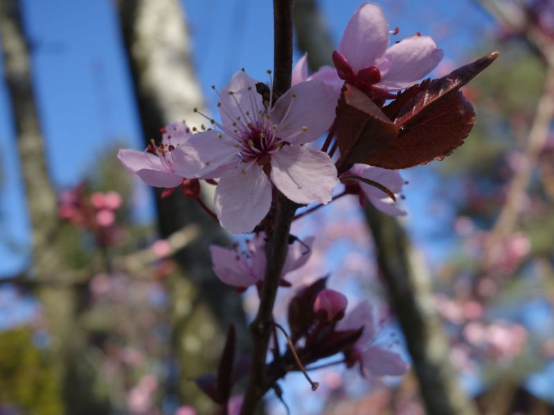 Plum Blossom 