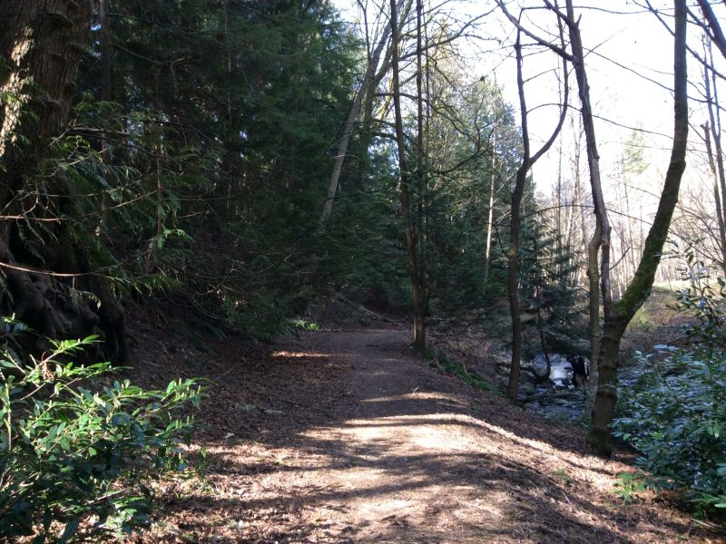 The Forest 