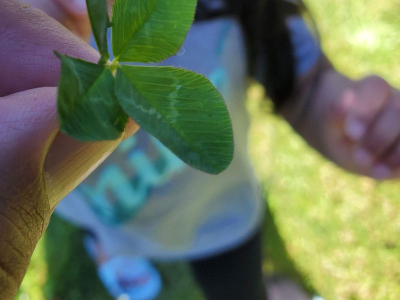 Four Leaf Clover