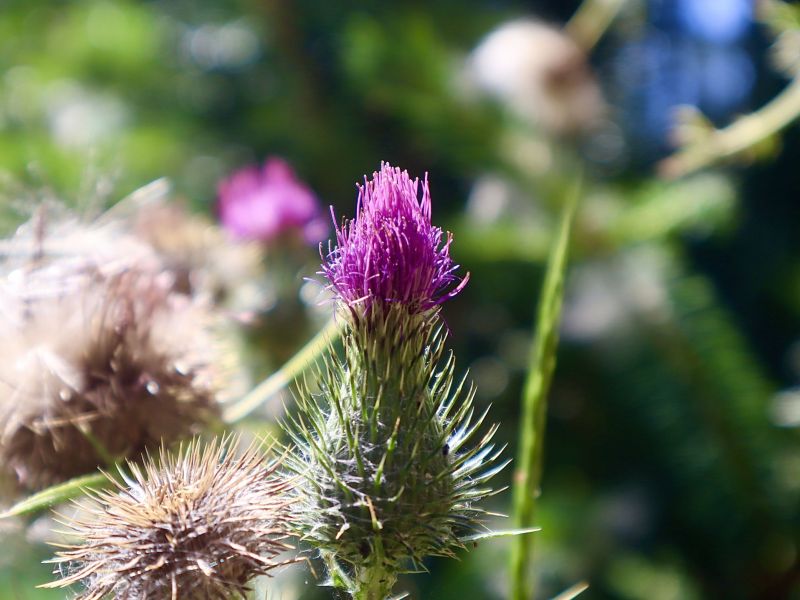 Purple Flower