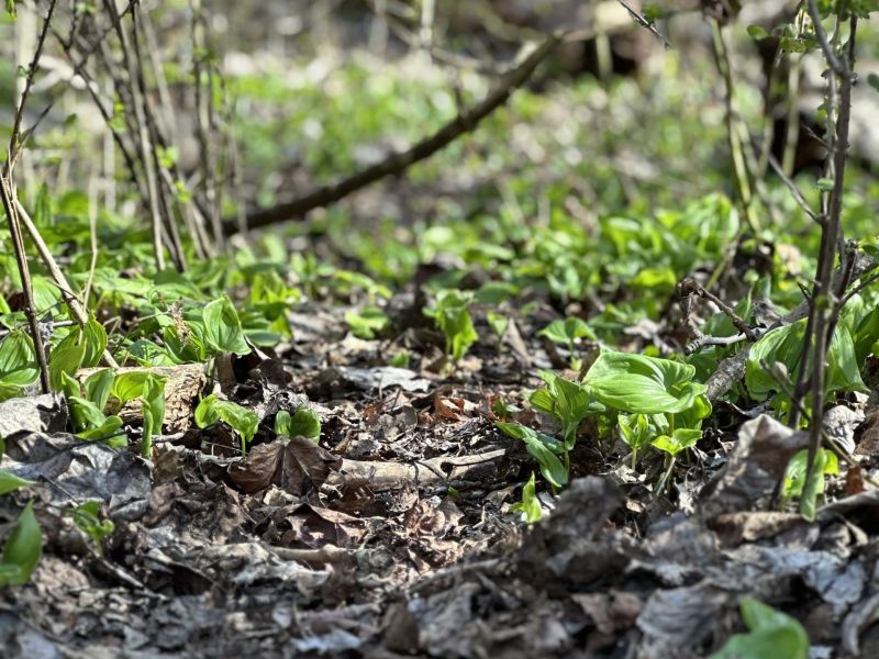 The Trail of Nature 