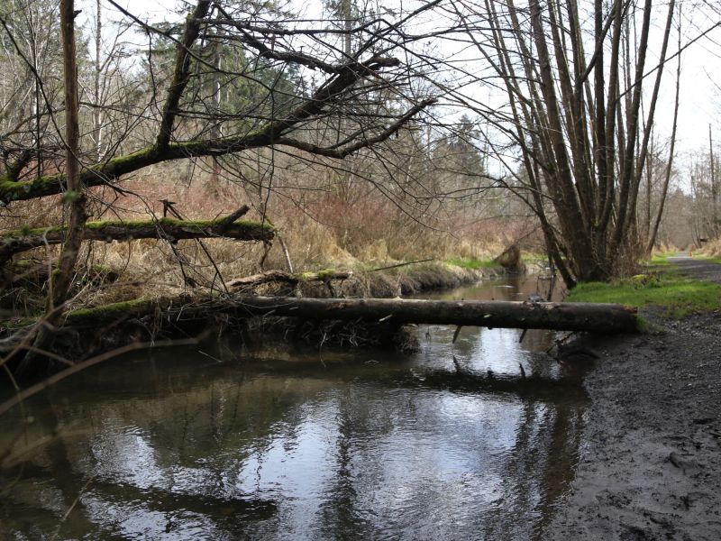 Ditty - Streams Earths Lifelines (ADULT).jpg