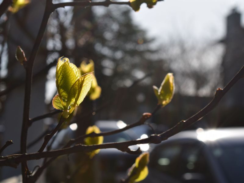 Sunlight on Ladner's Nature