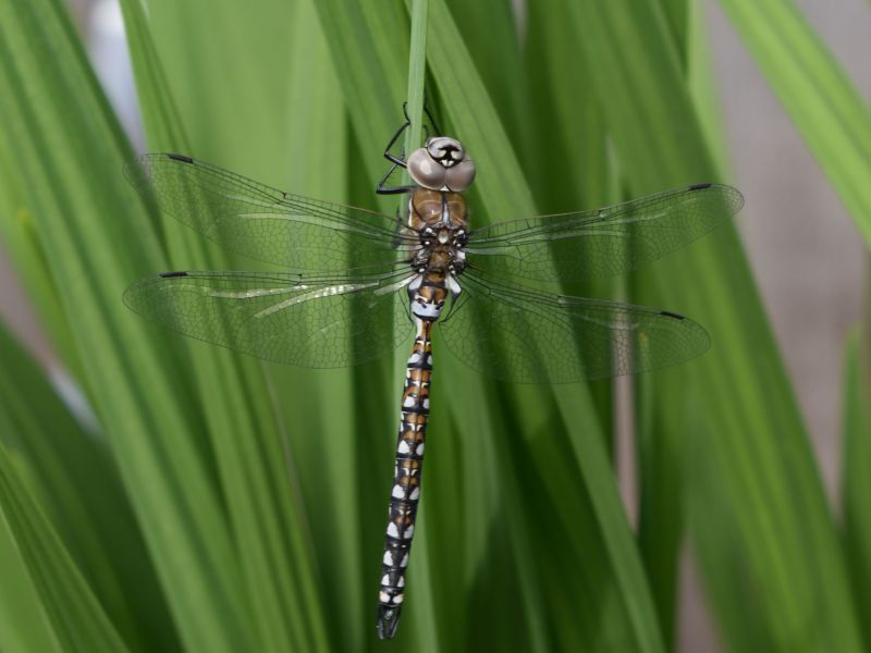 A Dragonfly's Rest 
