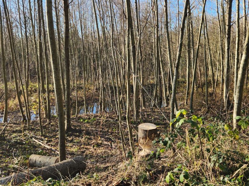 (Adult) Dounia Mlilk - Beaver Damp .jpg
