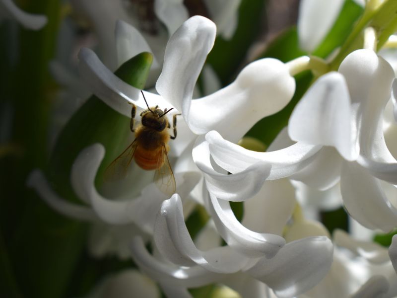 A Bee Pollinating Our Town
