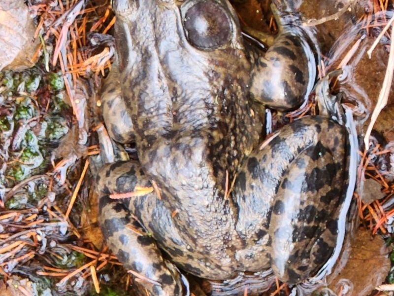 Bullfrog at Burns Bog