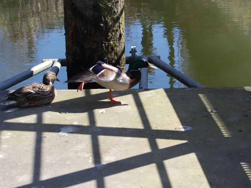 Duck Stance