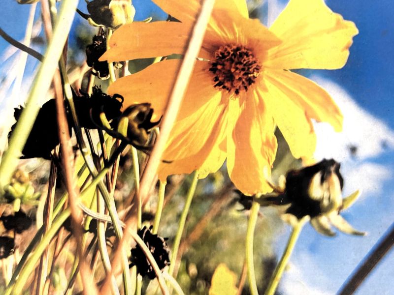 When There's Lots of Weeds There is a Flower 