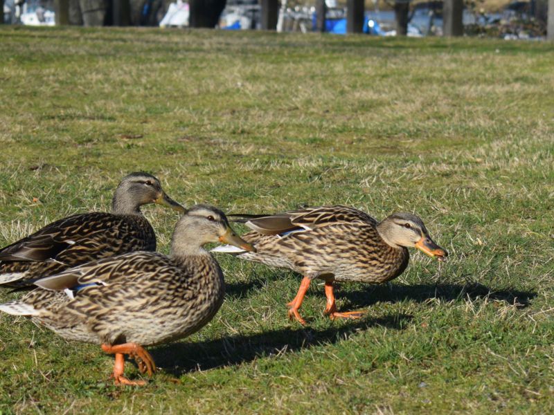 The Duckettes