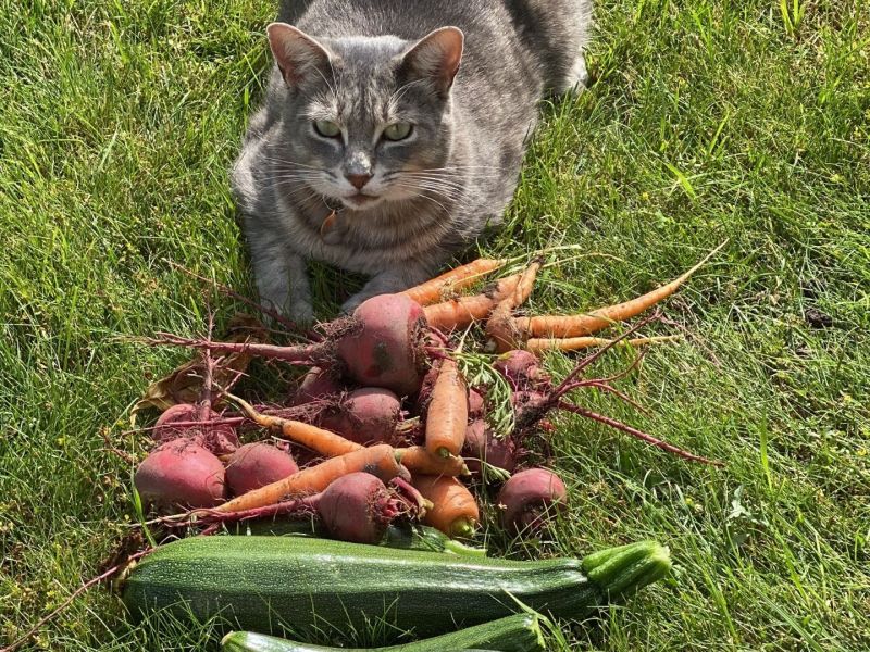 My Cat Harvesting from our Home Garden