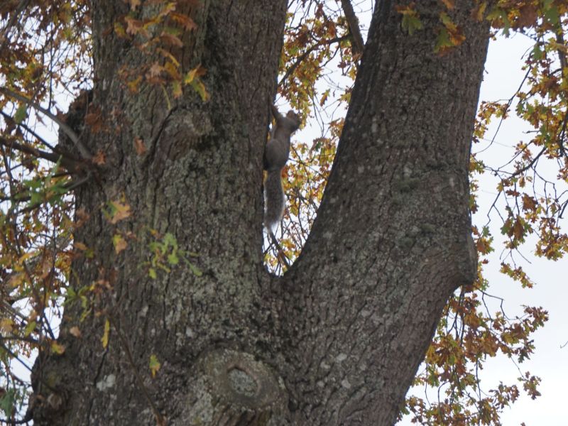 Andreas Larsen - A Squirrel I Found (Youth) .jpg