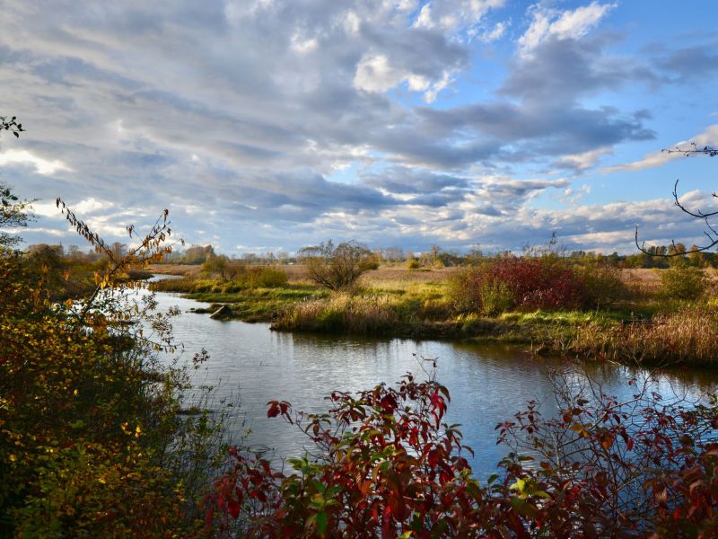 Ken Young - Ladner Marsh From Ferry Road (ADULT).jpg