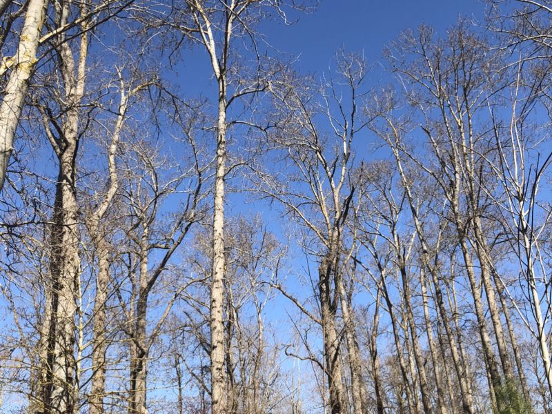 In the Trees 