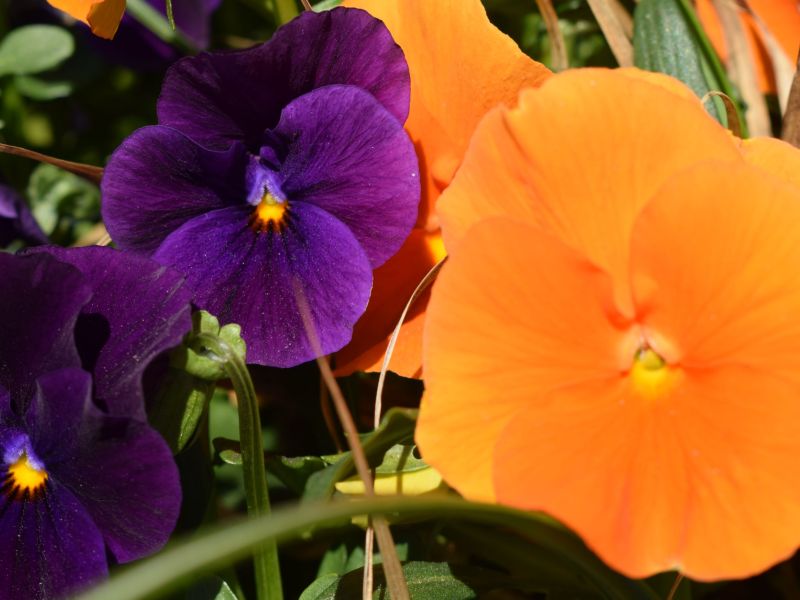 Flowers 