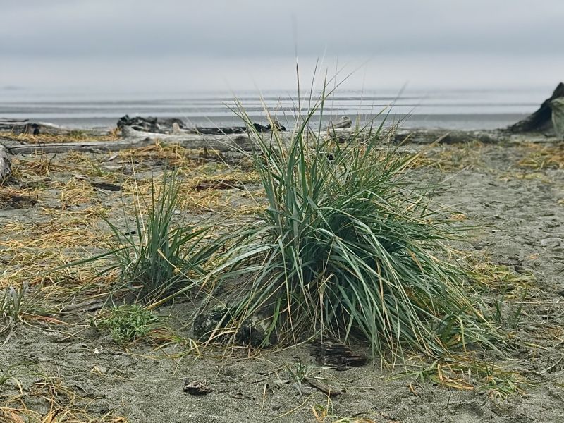 Lyn Lay - Gray Dat at Centennial Beach (ADULT).jpg