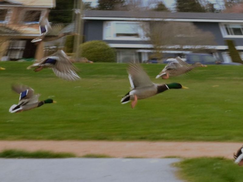 Run Away Ducks 